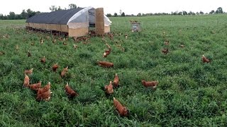 How We Move 1000 Hens To Fresh Pasture Every Day [upl. by Merete432]