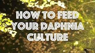 How To Feed Your Daphnia Culture [upl. by Orpah274]