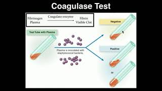 Microbiology Coagulase Test [upl. by Sedda]