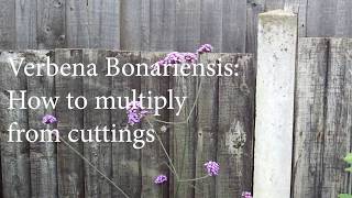 Verbena Bonariensis  How to Multiply From Cuttings [upl. by Ahsinac]