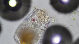 Zooplankton Feeding Under Microscope Rotifers [upl. by Mogerly]