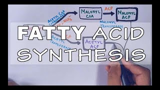 Fatty Acid Biosynthesis  Part II [upl. by Hadik]