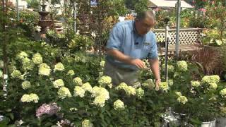 Limelight hydrangeas bloom in full sun [upl. by Orran]