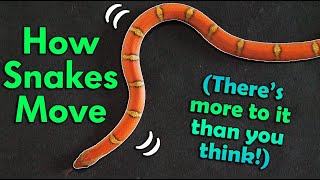 How Snakes Move They dont just slither [upl. by Names]