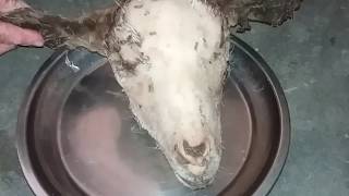 How To Goat Head Cleaning In Village Stylegoat head cleaninggoat head cleaning with hot water [upl. by Annohsal]