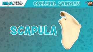 Scapula Anatomy [upl. by Knighton]