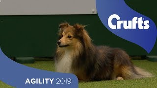 Agility Championship Round 1 – Jumping  Small  Crufts 2019 [upl. by Ingeberg]