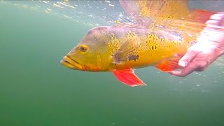 Clear Water Peacock Bass Fishing  Miami Florida [upl. by Ecylla852]