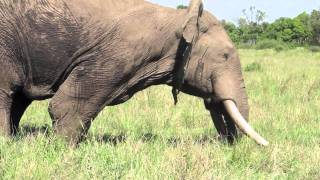 Musth male elephant behavior  Mara Conservancy [upl. by Katine]