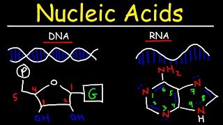 Nucleic Acids  RNA and DNA Structure  Biochemistry [upl. by Sixele]