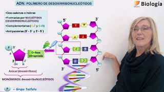 10BiologíaÁcidos nucleicos ADN y ARN [upl. by Ydarb]