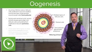 Oogenesis and Follicles – Embryology  Lecturio [upl. by Maag]