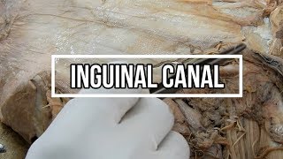 Inguinal Canal [upl. by Arahc539]