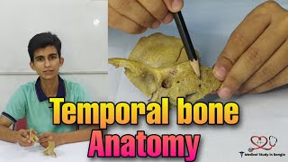 Temporal bone anatomy in bangla [upl. by Bensky]