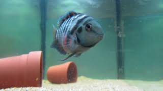 Convict Cichlid Care and Information [upl. by Suoinuj]