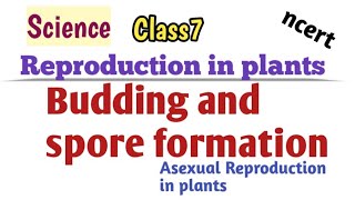 Reproduction in plants  Spore formation and budding  class 7 easyscience [upl. by Ayanahs]