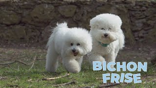 Bichon Frise Dog Breed 101 [upl. by Onifur841]