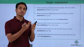 Class 11th – Flower – Androecium  Morphology of Flowering Plants  Tutorials Point [upl. by Llebyram]