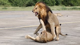 MATING LIONS on the Runway LEOPARD Rasping and ZEBRAS [upl. by Ymmac]