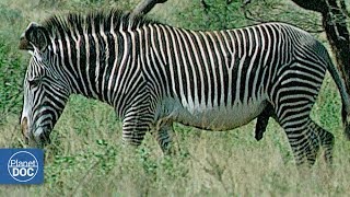 Zebras and Giraffes Samburu National Reserve [upl. by Blakelee]