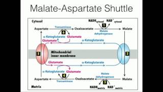 MalateAspartate Shuttle Mitochondrial NADH Transport [upl. by Timmy761]