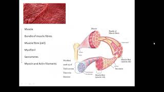 BTEC Applied Science Unit 1 Biology Muscles [upl. by Elem359]