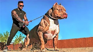 14 Most Aggressive Guard Dogs in the World [upl. by Ives912]