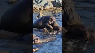 Hippos Mating Tanzania Safari [upl. by Ennaeel]