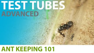 Keeping Ants in Test Tubes Advanced Techniques  Ant Keeping 101 [upl. by Keating]