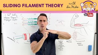 Sliding Filament Theory  Muscle Contraction [upl. by Yadrahc]