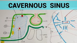 Cavernous Sinus  Head amp Neck [upl. by Kathryn]