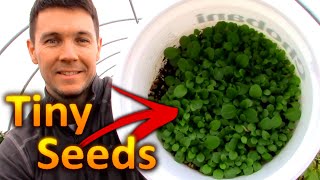 How to Grow PETUNIAS from SEEDS Part 1 Collecting and Germinating Petunia Seeds [upl. by Pownall560]