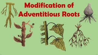 Gettingtoknowthelifescience Modification Of Adventitious Roots [upl. by Nilerual]