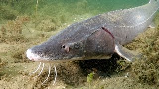 Saving the Sturgeon And we filmed them SPAWNING [upl. by Kreg453]