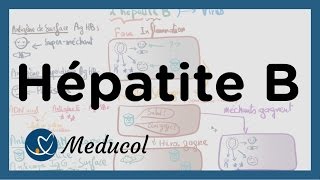 Hépatite B transmission symptômes et interpréter la sérologie hepatite B [upl. by Artimed253]