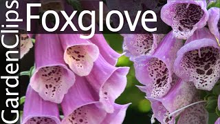 Foxglove  Digitalis purpurea  Growing Foxglove [upl. by Aisaim1]