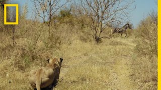 Lions Hunt Zebra  Savage Kingdom [upl. by Amer397]