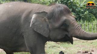 Borneo Pygmy Elephant Facts [upl. by Peisch841]