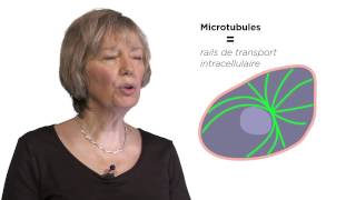 MOOC côté cours  Les microtubules [upl. by Hazeefah]