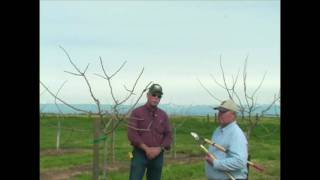 Pistachio Pruning amp Training  Years 3 to 5 [upl. by Lilybel129]