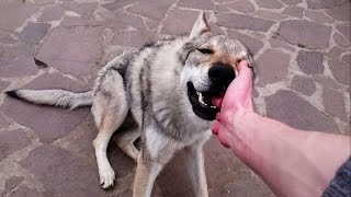 Adorable czechoslovakian wolfdog loves nibbling hands [upl. by Davilman]