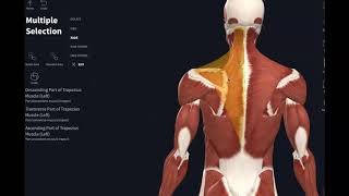 AnatomyMuscles that move scapula [upl. by Odiug]