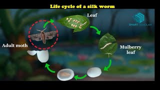 Life cycle of a silk worm [upl. by Rose]