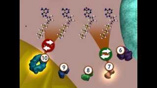 Glycolysis An Overview [upl. by Ahseila]