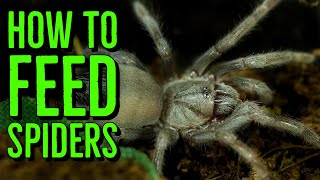 How To Feed Spiderlings amp Scorplings Baby Tarantulas amp Scorpions [upl. by Helms57]