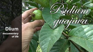 Common guava Psidium guajava  part 1 [upl. by Tierell]