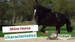 Shire Horse  characteristics origin amp disciplines [upl. by Yelwar]