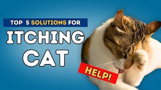 Itching Cat Help [upl. by Hanus93]