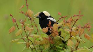 Bobolink [upl. by Zolner]