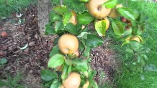 Picking Egremont Russet apples at autumn equinox 2015 [upl. by Atlante]